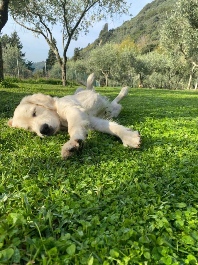 Sotto Il Cielo Di Toscana Appartamenti In Tenuta Only Adults No Pet Camaiore Ngoại thất bức ảnh