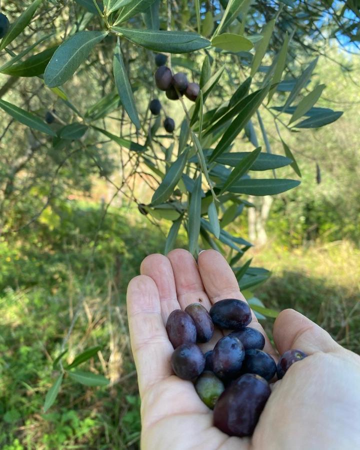 Sotto Il Cielo Di Toscana Appartamenti In Tenuta Only Adults No Pet Camaiore Ngoại thất bức ảnh