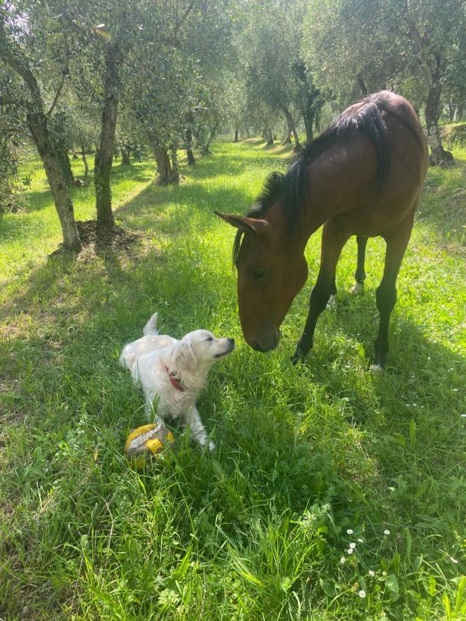 Sotto Il Cielo Di Toscana Appartamenti In Tenuta Only Adults No Pet Camaiore Ngoại thất bức ảnh
